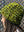 lettuce_ribbed_resized_1_8cd0cca1-75dd-4605-91df-09e47d62fddc.jpg