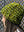lettuce_ribbed_resized_b472f420-30e5-43d4-bfed-058affb281fe.jpg