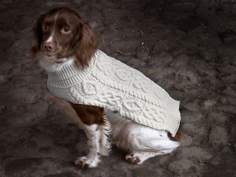 Cocker spaniel dog fashion jumper