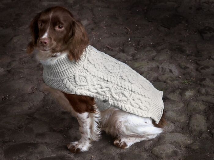 wool dog coat